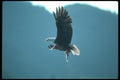 135004 Bald Eagle Carrying Freshly Caught Herring A4 Photo Print