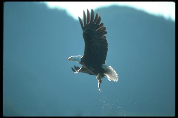 135004 Bald Eagle Carrying Freshly Caught Herring A4 Photo Print