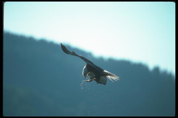 135005 Bald Eagle Eating Freshly Caught Herring In Mid Air A4 Photo Print