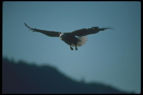 135006 Bald Eagle Dropping In To Catch Fish A4 Photo Print