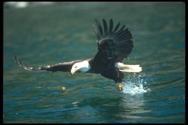135007 Bald Eagle Snatching Fish A4 Photo Print