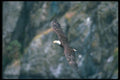 135008 Bald Eagle In Flight A4 Photo Print