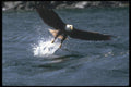 135009 Bald Eagle Snatching Fish A4 Photo Print