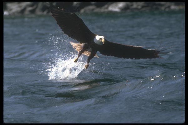 135009 Bald Eagle Snatching Fish A4 Photo Print