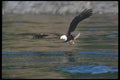 135010 Bald Eagle Dropping In To Catch A Fish A4 Photo Print