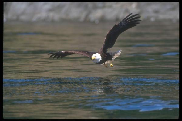 135010 Bald Eagle Dropping In To Catch A Fish A4 Photo Print