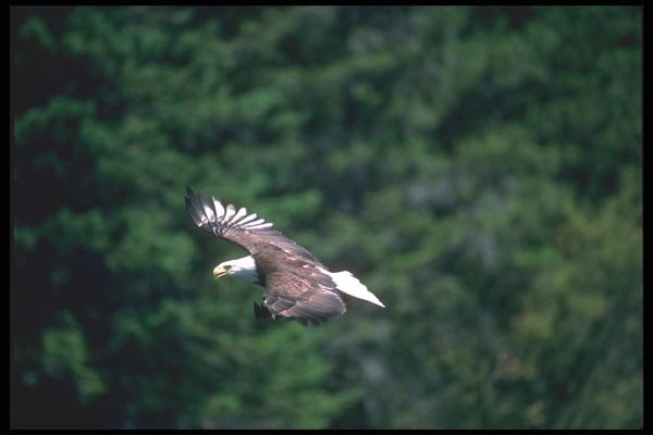 135011 Bald Eagle In Flight A4 Photo Print