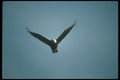 135012 Bald Eagle Flying Across Blue Sky A4 Photo Print