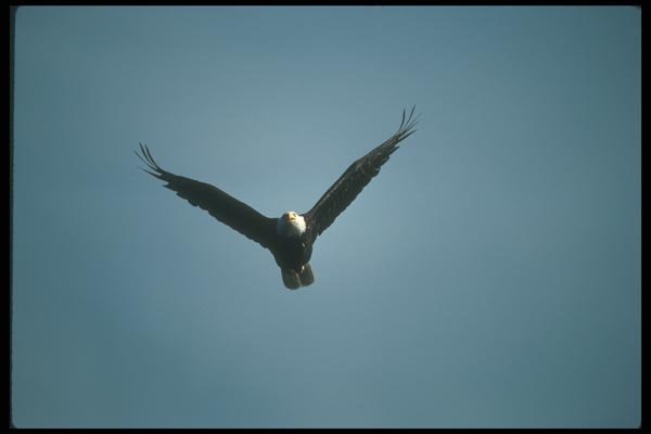 135012 Bald Eagle Flying Across Blue Sky A4 Photo Print