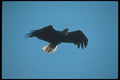 135013 Bald Eagle Diving A4 Photo Print