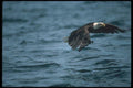 135014 Bald Eagle Snatching Fish A4 Photo Print