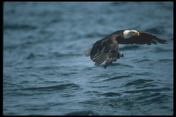 135014 Bald Eagle Snatching Fish A4 Photo Print