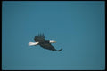 135015 Bald Eagle Flying Across Blue Sky A4 Photo Print