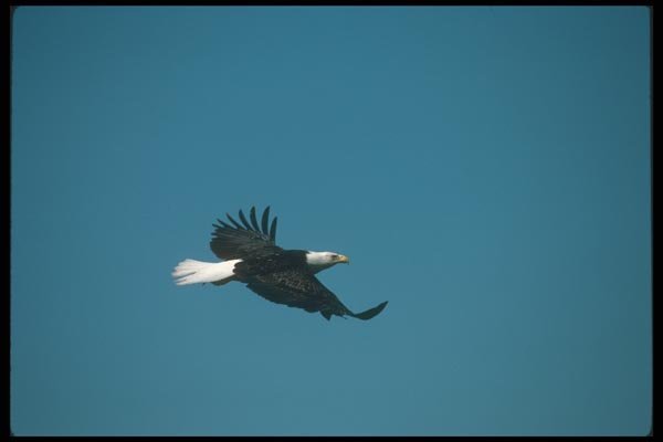 135015 Bald Eagle Flying Across Blue Sky A4 Photo Print