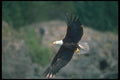 135016 Bald Eagle Snatching Fish A4 Photo Print