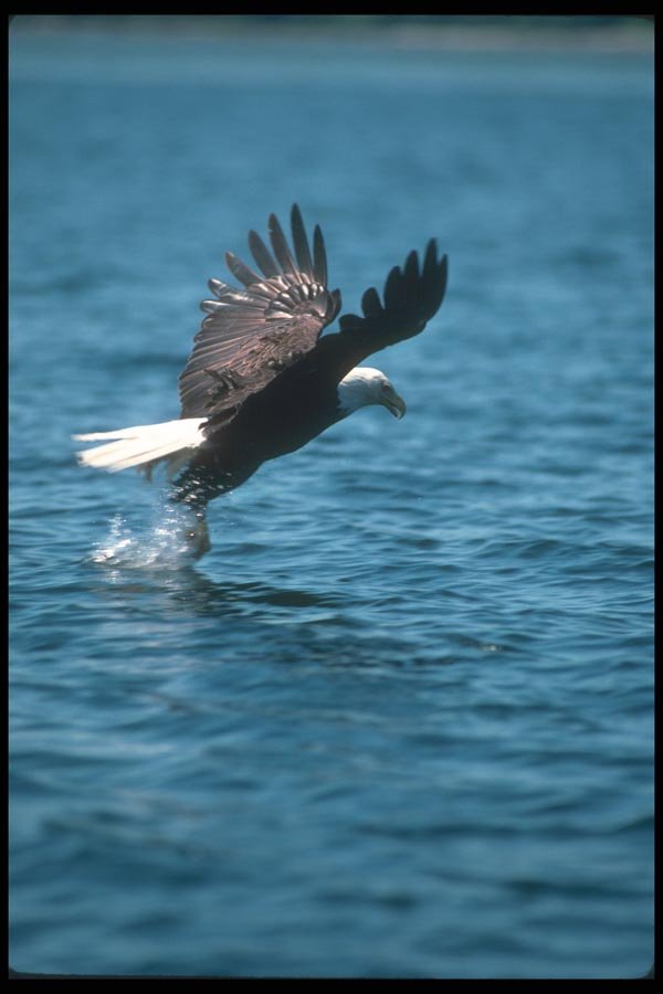 135017 Bald Eagle Snatching Fish A4 Photo Print