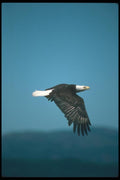 135018 Bald Eagle Flying Across Horizon A4 Photo Print