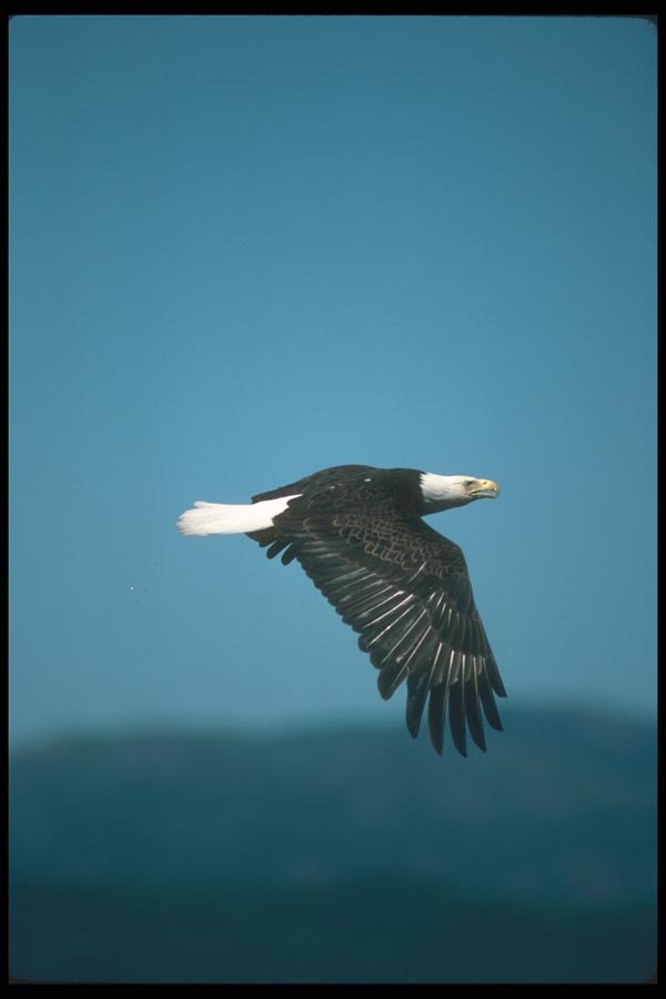 135018 Bald Eagle Flying Across Horizon A4 Photo Print
