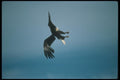 135019 Bald Eagle Diving A4 Photo Print