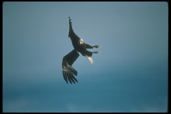 135019 Bald Eagle Diving A4 Photo Print