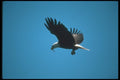 135020 Bald Eagle Eating Freshly Caught Herring In Mid Air A4 Photo Print