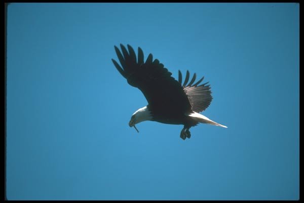 135020 Bald Eagle Eating Freshly Caught Herring In Mid Air A4 Photo Print