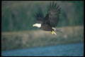 135021 Bald Eagle Carrying Freshly Caught Herring A4 Photo Print