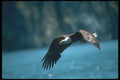 135022 Bald Eagle In Flight Over Water A4 Photo Print