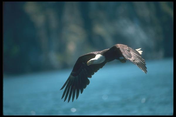 135022 Bald Eagle In Flight Over Water A4 Photo Print