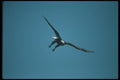 135023 Bald Eagle Diving A4 Photo Print