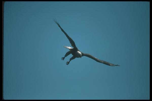 135023 Bald Eagle Diving A4 Photo Print