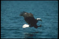 135024 Bald Eagle Dropping In To Catch Fish A4 Photo Print