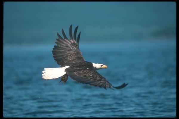 135025 Bald Eagle In Flight Over Water A4 Photo Print