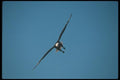 135026 Bald Eagle Dropping In To Catch Fish A4 Photo Print