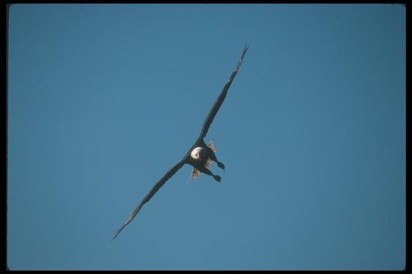 135026 Bald Eagle Dropping In To Catch Fish A4 Photo Print