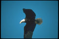 135027 Bald Eagle Flying Across Blue Sky A4 Photo Print