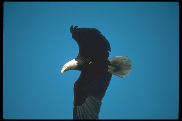 135027 Bald Eagle Flying Across Blue Sky A4 Photo Print