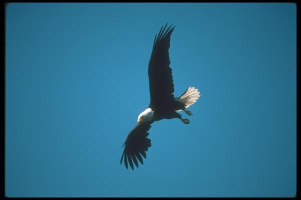 135028 Bald Eagle Dropping In To Catch Fish A4 Photo Print