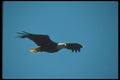 135029 Bald Eagle Flying Across Blue Sky A4 Photo Print