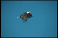 135030 Bald Eagle Flying Across Blue Sky A4 Photo Print
