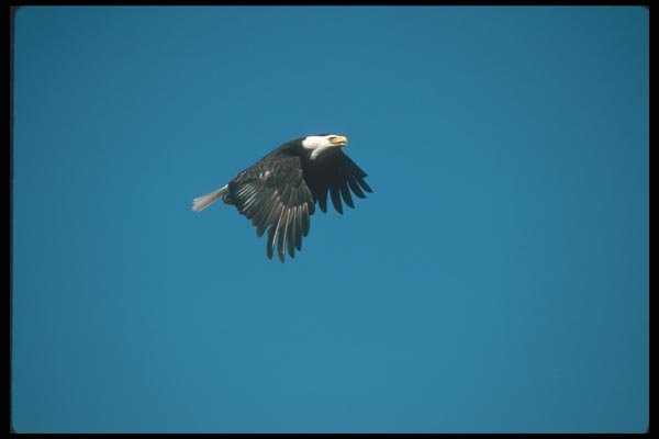135030 Bald Eagle Flying Across Blue Sky A4 Photo Print