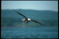 135031 Bald Eagle Dropping In To Catch Fish A4 Photo Print