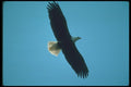 135032 Bald Eagle In Flight A4 Photo Print