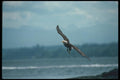 135033 Bald Eagle In Flight Over Water A4 Photo Print