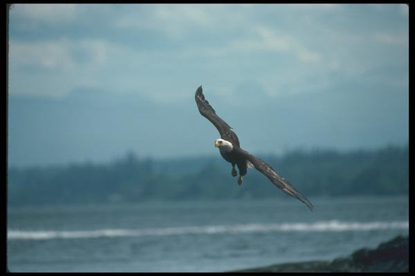135033 Bald Eagle In Flight Over Water A4 Photo Print