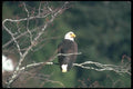 135034 Bald Eagle On Fishing Perch In Tree A4 Photo Print
