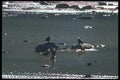 135035 Bald Eagle Sitting In River A4 Photo Print