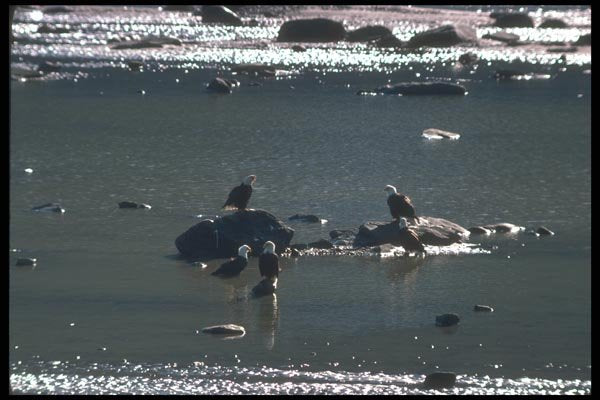 135035 Bald Eagle Sitting In River A4 Photo Print