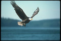 135036 Bald Eagle Snatching Fish A4 Photo Print