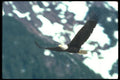 135037 Bald Eagle In Flight A4 Photo Print